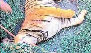 கேரளம்: ‘ஆட்கொல்லி’ புலி உயிரிழப்பு: பொதுமக்கள் நிம்மதி