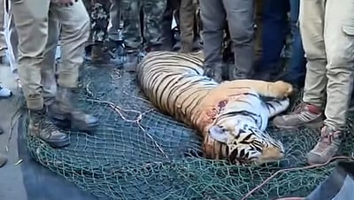 வயநாட்டில் ஆட்கொல்லி புலி உயிரிழந்தது 