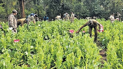 ரூ.42 லட்சம் போதைச் செடிகள் அழிப்பு! 