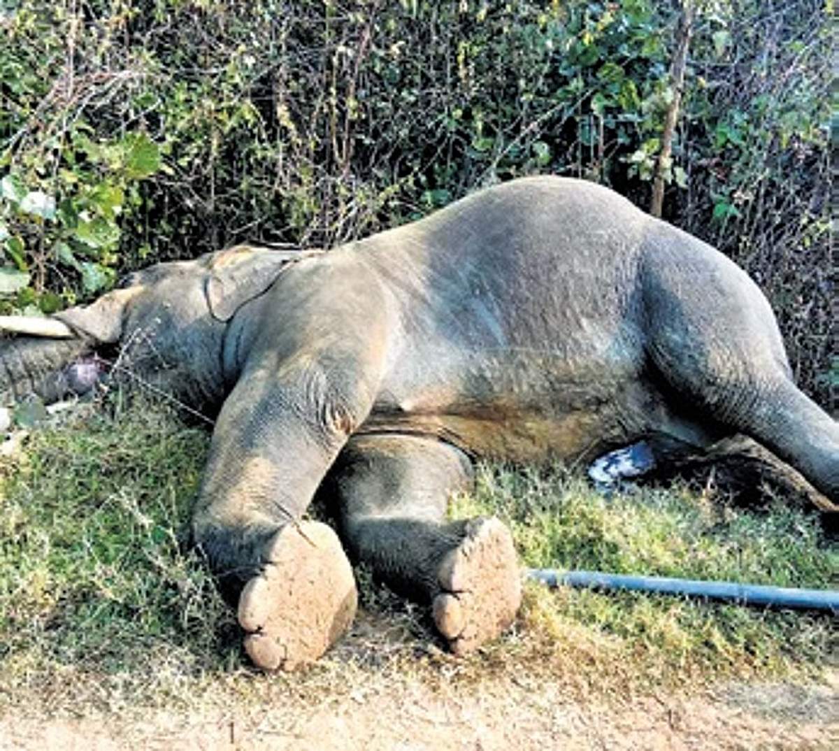 News image
