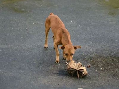 மனித மண்டை ஒடை வைத்து விளையாடிய தெருநாய்கள்! விடியோ வைரல்!