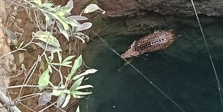 கிணற்றில் தவறிவிழுந்த புள்ளிமான் உயிரிழப்பு