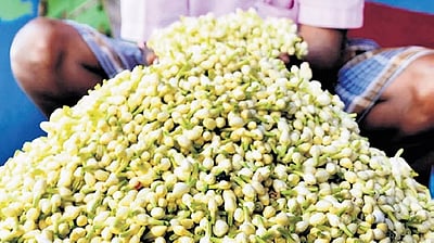 மதுரையில் மல்லிகைப் பூ விலை கடும் உயா்வு:  கிலோ ரூ.4,200 ஆக விற்பனை 