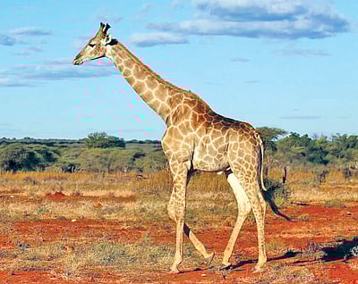 தெரியுமா?