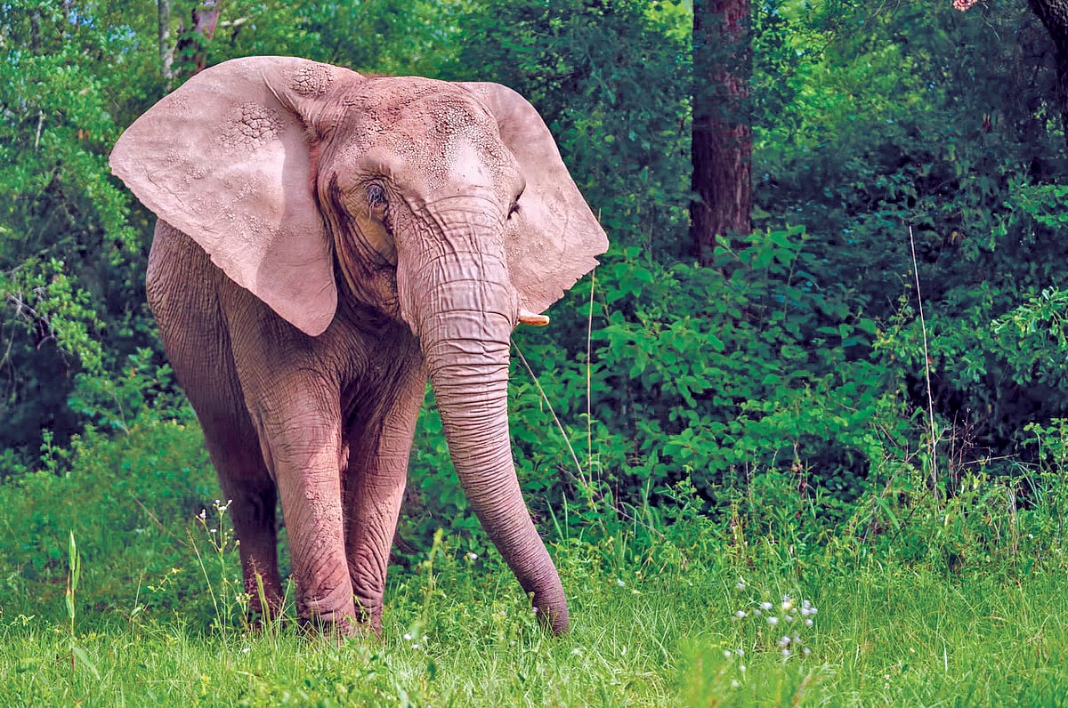 மிருகம்... ஏன்? எதற்கு? எப்படி? 