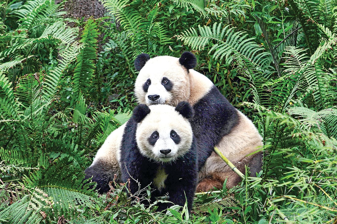 சீன பான்டாக்கள்...