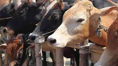பசுவைக் கடத்தினால் என்கவுன்ட்டர்: கர்நாடக அமைச்சர் எச்சரிக்கை