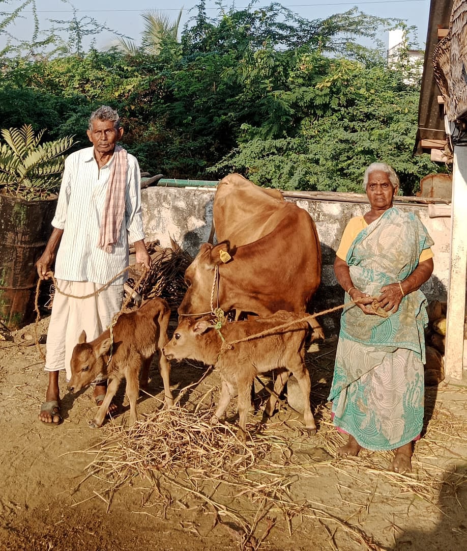 பசு மற்றும் கன்றுகளுடன் கந்தசாமி - உண்ணாமலை தம்பதி.
