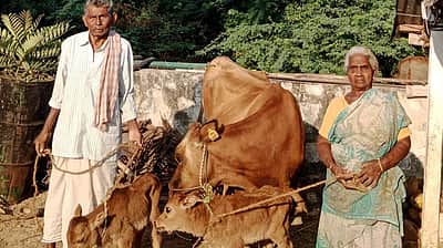 திருச்செங்கோடு: ஒரே நேரத்தில் 2 கன்றுகள் ஈன்ற பசு!