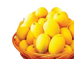 இங்கிலாந்துக்கு மாம்பழம் ஏற்றுமதி செய்த இந்தியா!