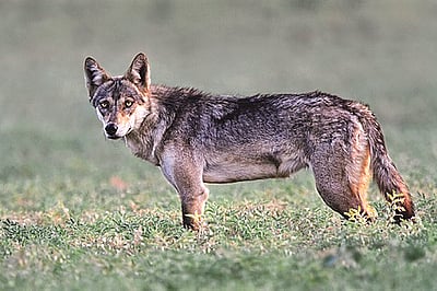 கர்நாடகத்தின் முக்கிய சரணாலயங்கள்