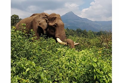 டாப்ஸ்லிப் யானைகள் முகாமில் கும்கி யானை ராமு மரணம்