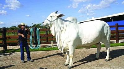 ரூ. 41 கோடிக்கு வாங்கப்பட்ட ஆந்திர இனப் பசு! கின்னஸ் சாதனை!