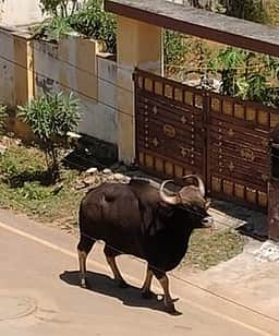 காட்டெருமை தாக்கியதில் பழங்குடி பெண் பலத்த காயம்