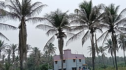 தென்னை சாா்ந்த தொழிற்பேட்டை தேவை!