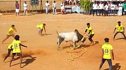 சருகணி கிராமத்தில்
வடமாடு மஞ்சுவிரட்டு
