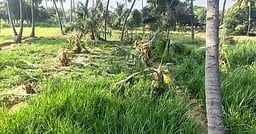 மரங்கள் இடமாற்ற நடைமுறை விதிகளை தில்லி அரசு 
மாற்றி அமைப்பு