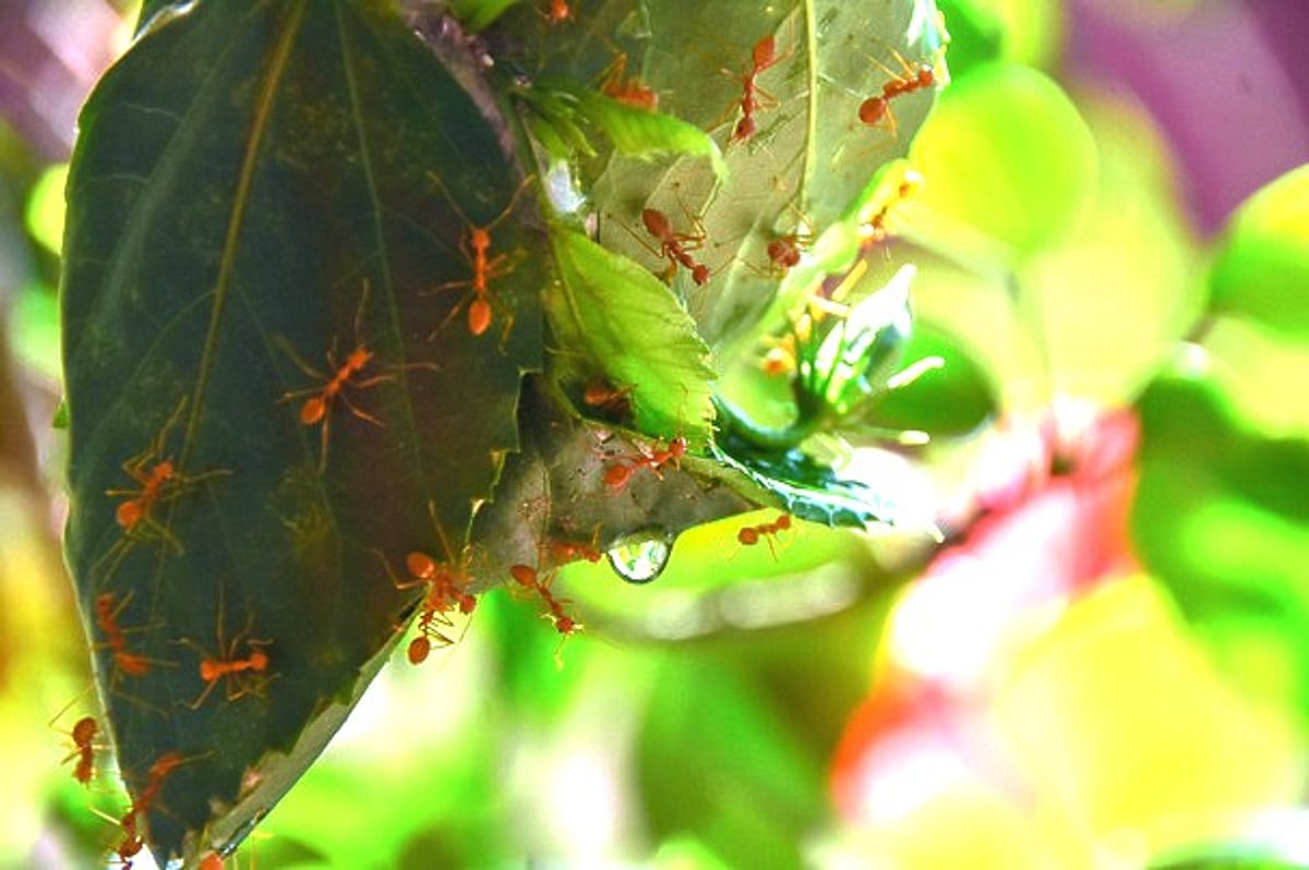 கற்றுக்கொள்வோம் எறும்புகளிடமிருந்து...!