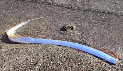 கரை ஒதுங்கிய ‘டூம்ஸ் டே’ மீன்! பேரழிவுக்கான அறிகுறியா? 