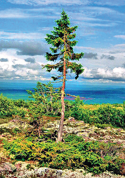 மரத்தின் வயது 9,567 ஆண்டு!