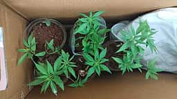 எழும்பூா் ரயில் நிலையத்தில் 
ரூ.10 லட்சம் கஞ்சா பறிமுதல்