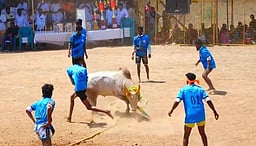 திருப்புவனத்தில் வடமாடு மஞ்சுவிரட்டு: 9 போ் காயம்