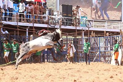 ஜல்லிக்கட்டு போட்டிகளை நடத்தும் விதிமுறைகளில் தளர்வுகள்: தமிழக அரசு அறிவிப்பு!