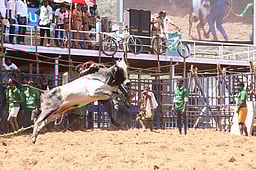 ஜல்லிக்கட்டு போட்டிகளை நடத்தும் விதிமுறைகளில் தளர்வுகள்: தமிழக அரசு அறிவிப்பு!