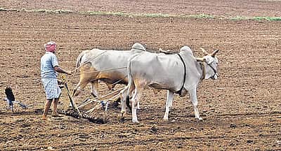 விவசாயிகளுக்கான சில்லறை பணவீக்கம் சரிவு
