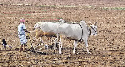 விவசாயிகளுக்கான சில்லறை பணவீக்கம் சரிவு