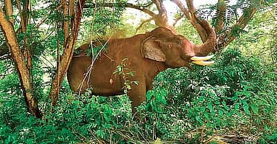 வனப்பகுதியில் யானைகள் தாக்கியதில் 3 பக்தர்கள் பலி! 