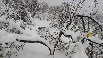 ஆப்கானிஸ்தான்: கடும் பனிப்பொழிவால் 36 பேர் பலி