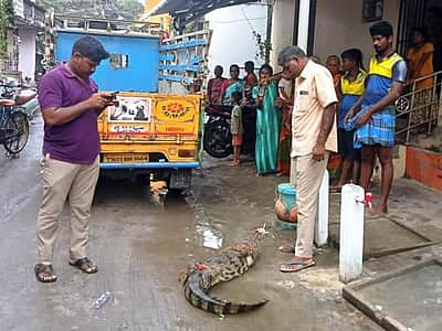 சிதம்பரம் அருகே குடியிருப்பு பகுதியில் புகுந்த முதலை: மக்கள் அச்சம்! 