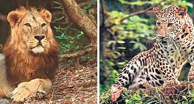 இரு ஆண்டுகளில் 286 சிங்கங்கள், 456 சிறுத்தைகள் பலி!