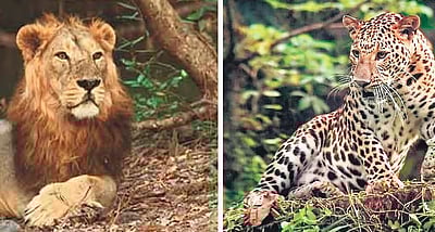 இரு ஆண்டுகளில் 286 சிங்கங்கள், 456 சிறுத்தைகள் பலி!