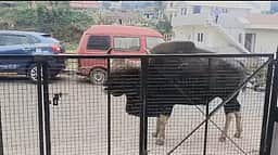 காட்டெருமை தாக்கி தொழிலாளி காயம்