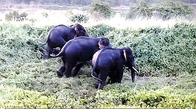 பெண் யானைக்கு சிகிச்சையளித்த மருத்துவரைத் தாக்கிய யானைகள்!