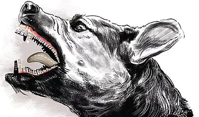 ஓநாய் தாக்குதலுக்கு அடுத்ததாக நாய்களிடம் சிக்கிய உ.பி.