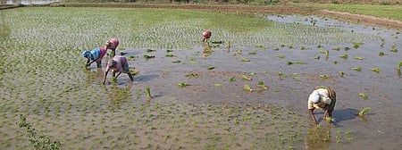 விவசாயிகளின் களங்களாகும் எண்ம தளங்கள்! 