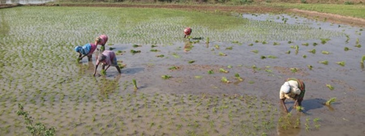 விவசாயிகளின் களங்களாகும் எண்ம தளங்கள்!