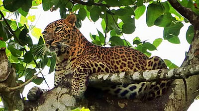 ஊருக்குள் புகுந்த சிறுத்தை! பிடிக்க முயன்ற மக்களில் 6 பேர் படுகாயம்! 