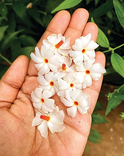 ஆயுள் காக்கும் ஆயுர்வேதம்: சர்க்கரை நோயை குணப்படுத்த வழி என்ன?