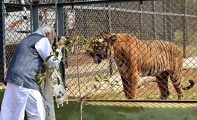 நாட்டில் புலிகள் காப்பகம் 58-ஆக உயா்வு! -பிரதமா் மோடி பெருமிதம்