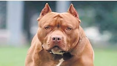 துப்பாக்கியால் சுட்ட வளர்ப்பு நாய்! உரிமையாளர் படுகாயம்! 