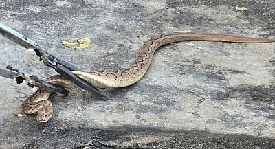 ஜார்க்கண்டில் பாம்பு விஷம் கடத்திய கும்பல் பிடிபட்டது: ரூ.80 கோடி விஷம் பறிமுதல் 