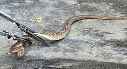 பள்ளியில் பாம்பு கடித்து மாணவா் உயிரிழப்பு