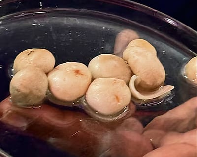 புற்றுநோய்க்கு மருந்தாகிறதா காளான்? - புதிய கண்டுபிடிப்பு! 