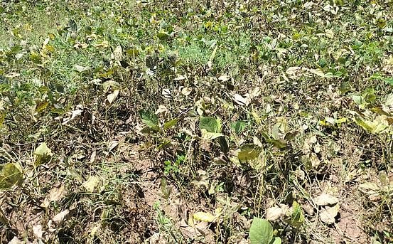 மத்திய அரசின் கூட்டுறவு விற்பனை இணையம் மூலமாக
விவசாயிகளிடம் உளுந்து கொள்முதல் செய்ய உத்தரவு