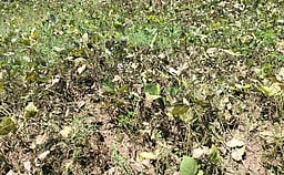 மத்திய அரசின் கூட்டுறவு விற்பனை இணையம் மூலமாக
விவசாயிகளிடம் உளுந்து கொள்முதல் செய்ய உத்தரவு