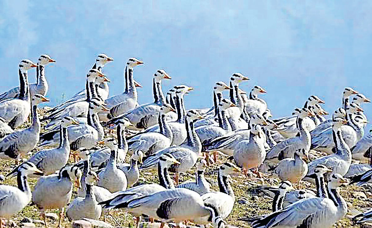 வெளிநாட்டுப் பறவைகளைக் காண...